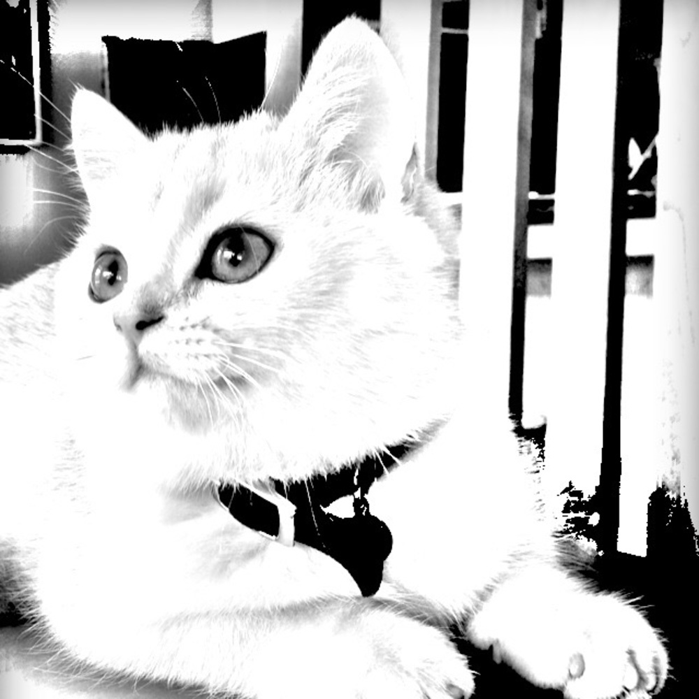 Meet your Posher, Coco